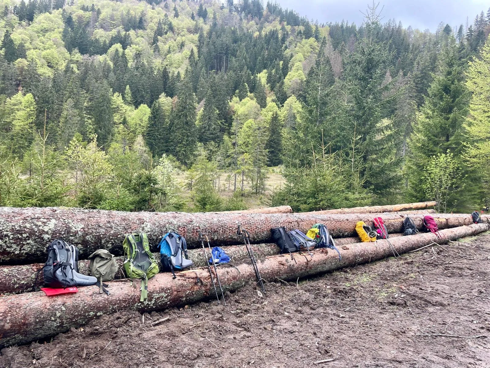 Bunte Tagesrucksäcke liegen aufgereiht auf gefällten Baumstämmen am Waldrand