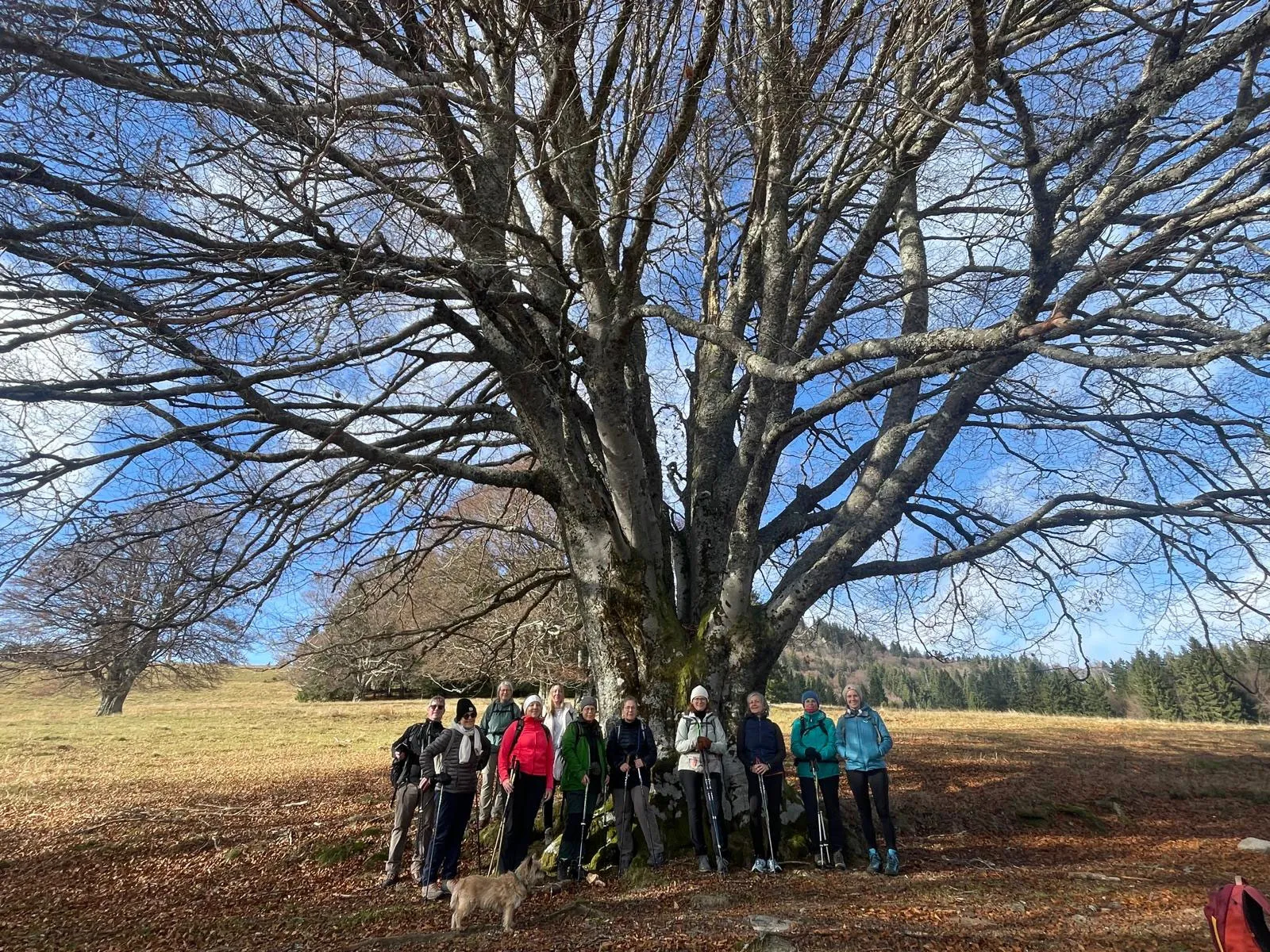 Eine Wandergruppe steht im Herbstlicht unter einem mächtigen, kahlen Laubbaum auf einer Bergweide
