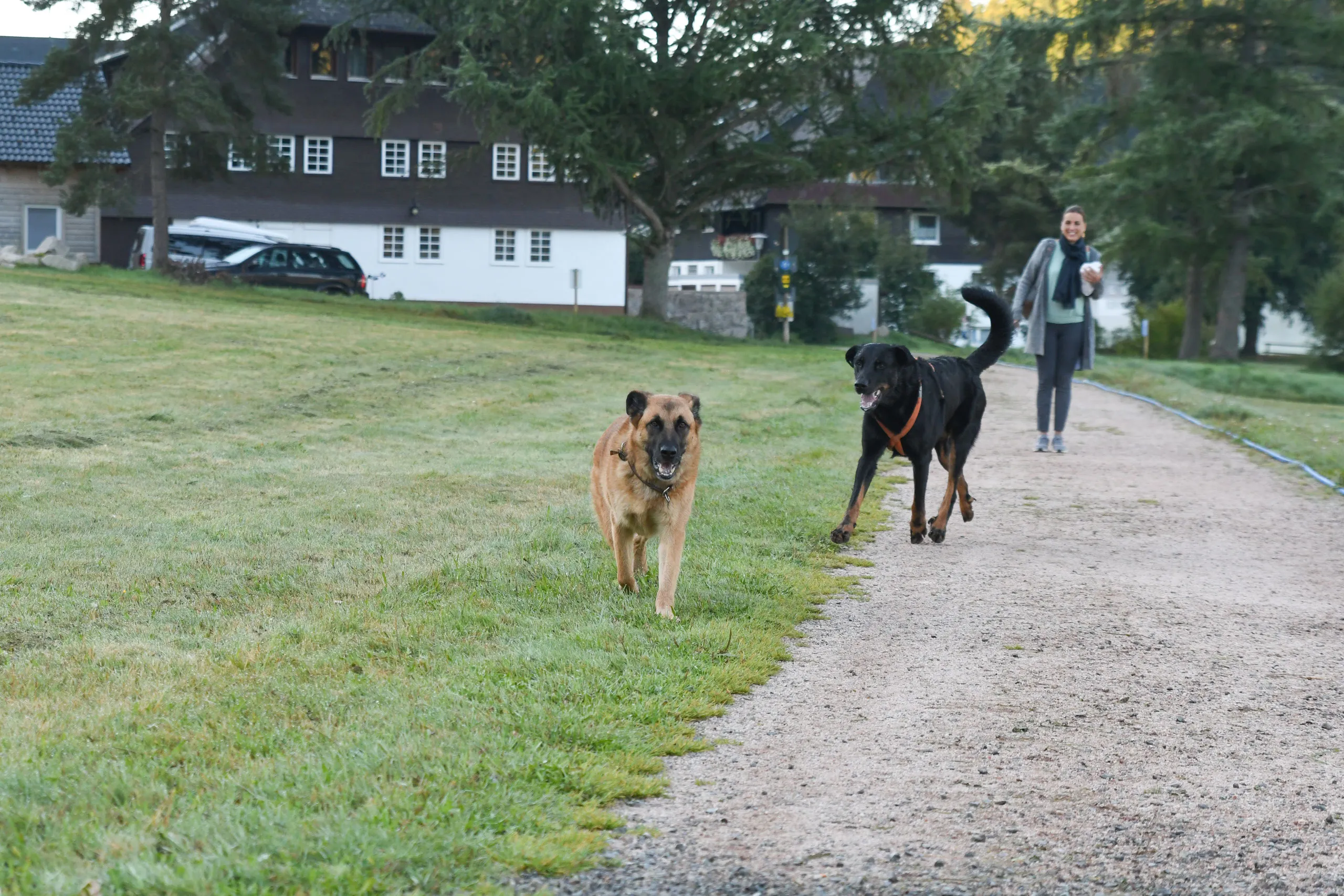 Die Hofhunde Wotan und Bronco laufen auf einem Kiesweg über die Wiese auf die Kamera zu